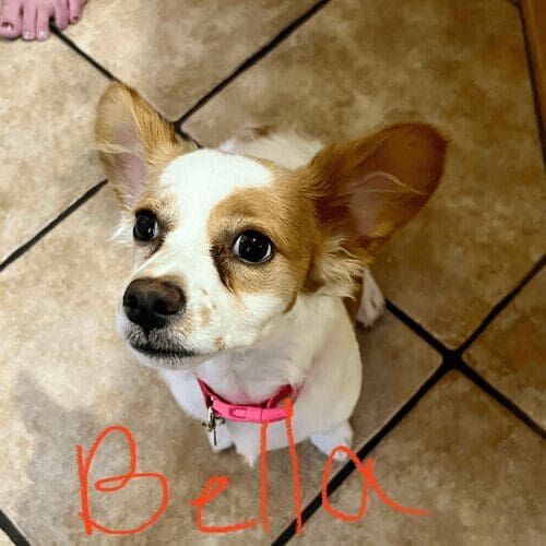 Long-haired Chihuahua named Bella receiving midday potty break visits in Glendale Arizona