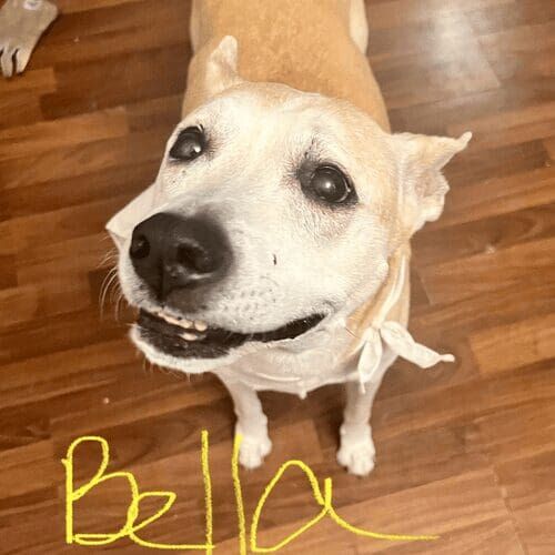 Bulldog named Blue receiving pet sitting services in Peoria Arizona