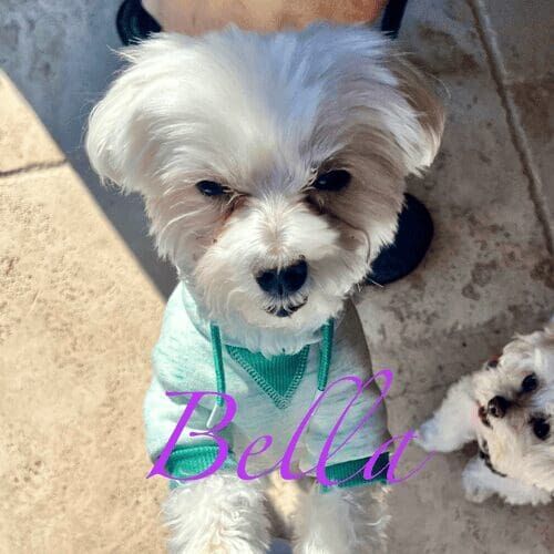 Small dog named Bella receiving pet sitting services in Glendale Arizona