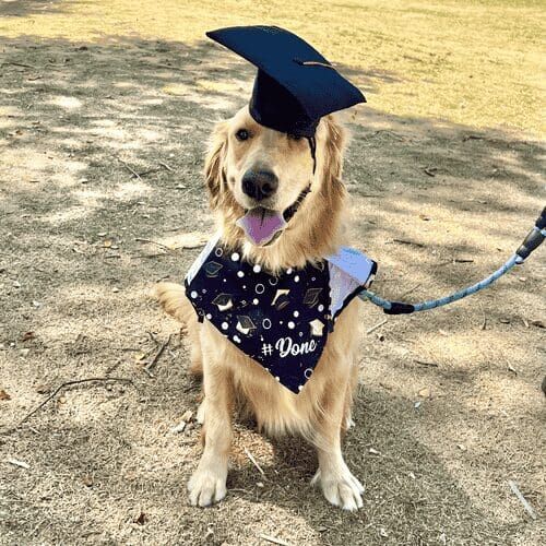 Benji the Golden Retriever goofily graduates from dog intermediate group training class in Glendale, AZ.