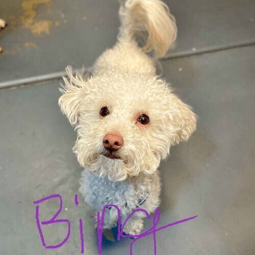 White Toy Poodle Bing needed a little extra TLC and care during his nail trimming service in Glendale, AZ.