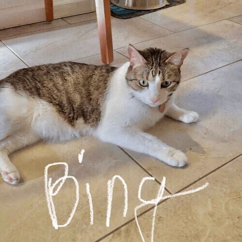 White and brown cat named Bing resting comfortably during a pet sitting visit in Phoenix Arizona