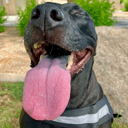 Pitbull enjoying a structured dog walking session in Peoria Arizona
