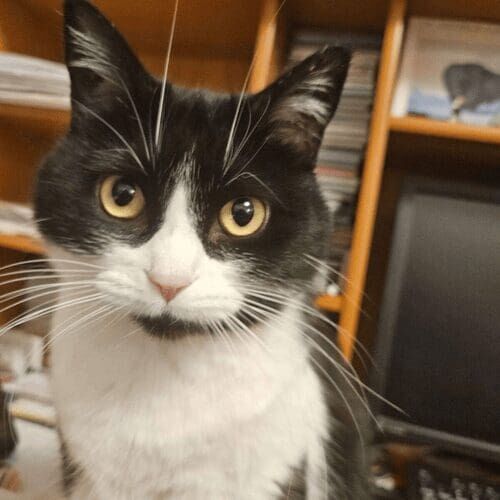 Black and white cat staring intently during a pet sitting visit in Glendale Arizona