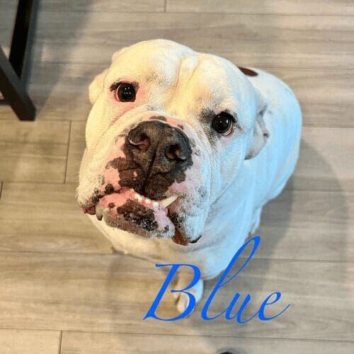 Bulldog named Blue receiving pet sitting services in Peoria Arizona