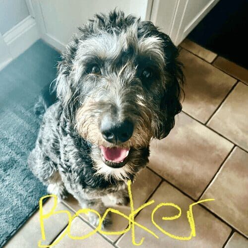 Mini Labradoodle named Boris receiving in-home pet sitting care in Peoria Arizona