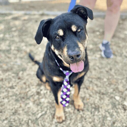 Boomer the Shepherd mix successfully graduated dog intermediate group obedience training class in Glendale, AZ.
