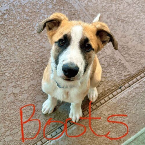 Shepherd mix puppy named Boots staying during a boarding visit in Glendale Arizona