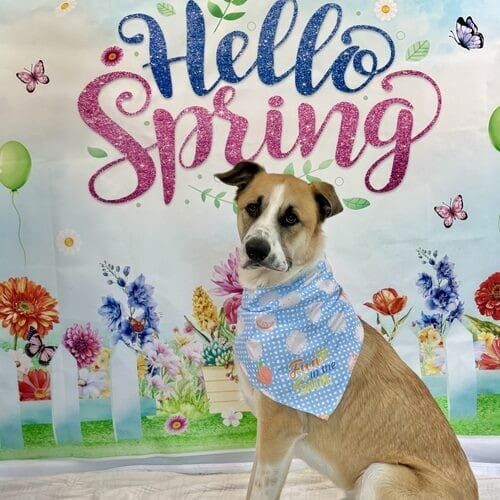 Dog participating in seasonal pet photoshoot in Glendale Arizona
