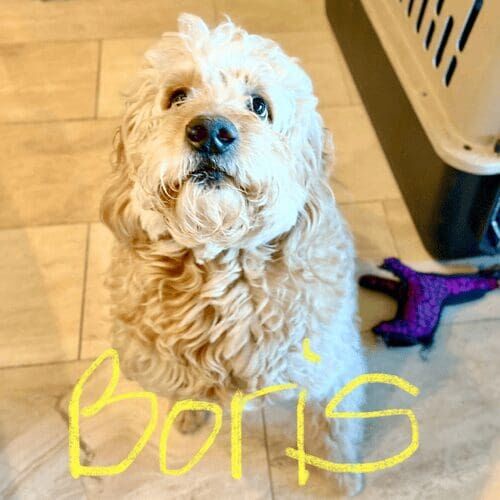 Mini Labradoodle named Boris receiving in-home pet sitting care in Peoria Arizona