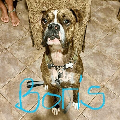 Rescue boxer named Boris working on leash reactivity training to build confidence and calm behavior in Peoria Arizona