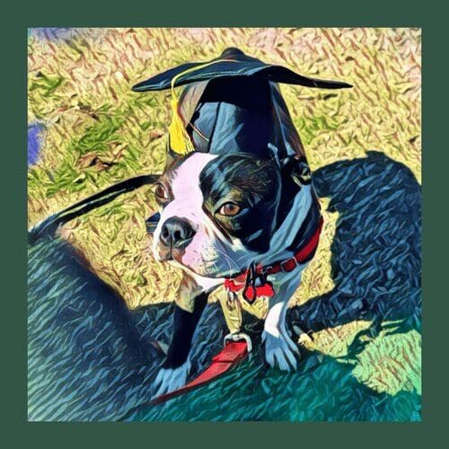 Lincoln the Boston Terrier successfully passed his AKC STAR Puppy Training exam and graduated from FurBabies & Friends puppy training Class in Glendale, AZ.