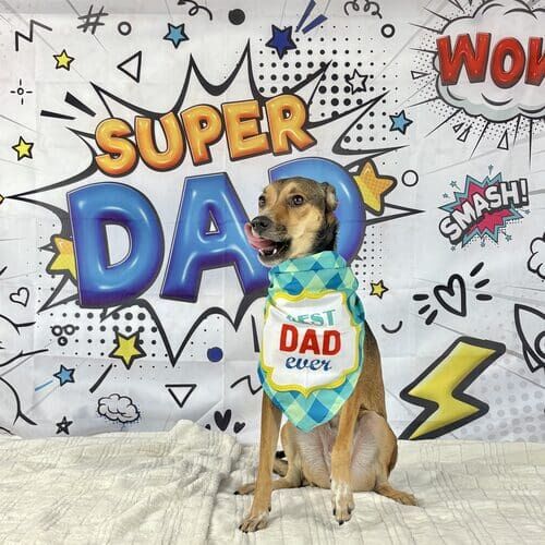 Seasonal mini pet photoshoot for dogs in Glendale Arizona