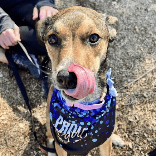Brie, the rescue pup, licks her lips during her dog intermediate group class graduation Photoshoot with Furbabies & Friends in Glendale, AZ.