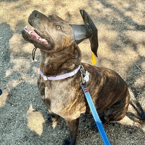 Sage the Brindled pitbull is all smiles while wearing a graduation cap and celebrating successfully completing dog obedience class.