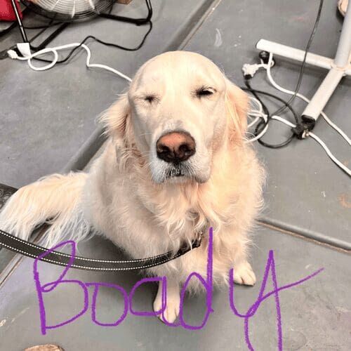 English Cream Retriever named Brody receiving a grooming service in Glendale Arizona.