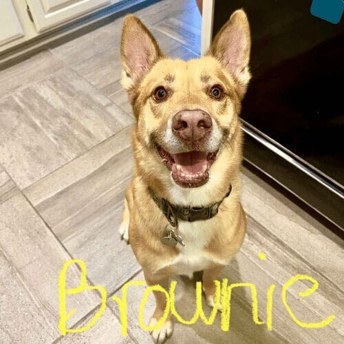 Rescue dog named Brownie receiving in-home dog training in Sun City West Arizona