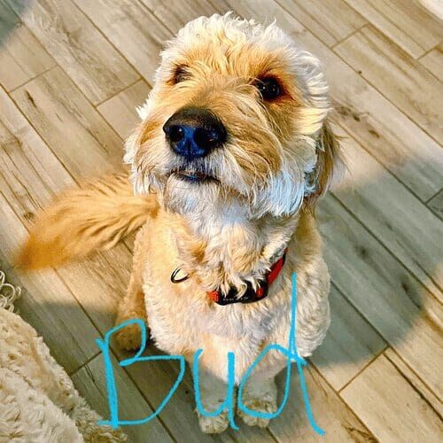 Labradoodle named Bud receiving pet sitting services in Peoria Arizona