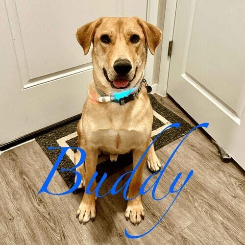 Senior Labrador named Buddy receiving pet sitting care in Peoria Arizona