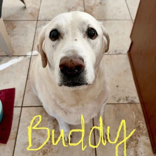 Senior Labrador named Buddy receiving pet sitting care in Peoria Arizona