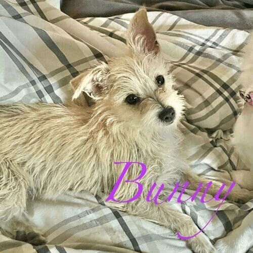 Rescue puppy named Bunny during a scheduled midday potty break visit in Glendale Arizona