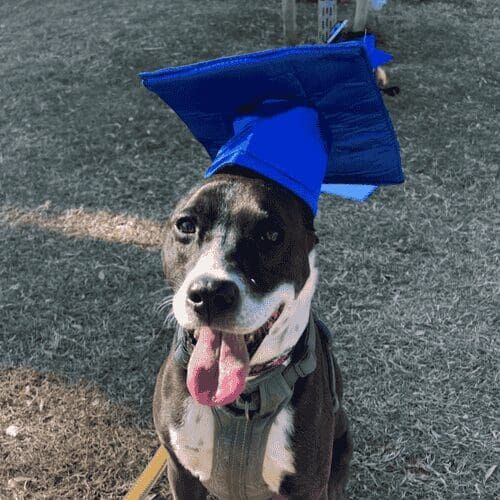 Joey the senior black and white pitbull shows off during his beginner dog obedience training class with FurBabies & Friends in Glendale, AZ.