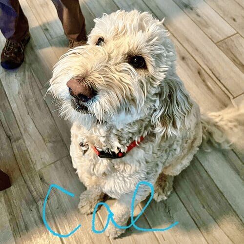 Labradoodle named Cal enjoying a dog walking session in Peoria Arizona