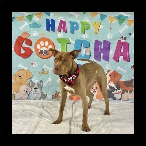 Professional dog photography capturing personality and holiday moments