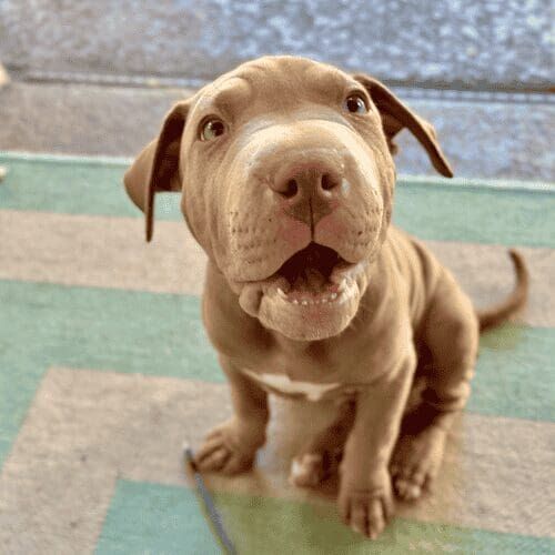 Carmella the pitbull puppy during in home puppy training in Glendale, AZ.
