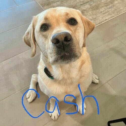 Yellow Lab Cash, sitting perfectly for his photo update to his parents during an in-home drop in visit in Sun City, AZ.