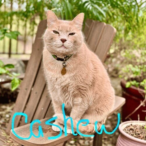 Orange cat named Cashew sitting perfectly on a chair arm outside during in-home pet care in Glendale Arizona