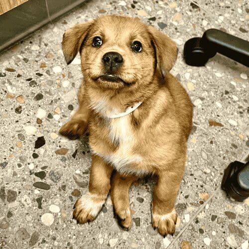 Shepherd mix puppy named Cayenne happily smiling during foster care