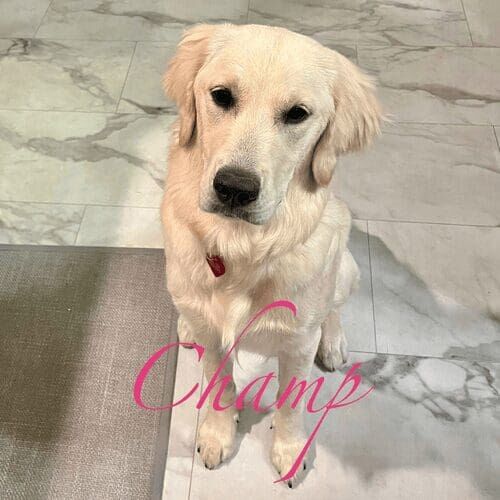 Retriever puppy named Champ practicing obedience training during a session in Glendale Arizona