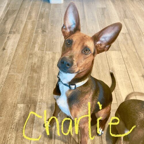 Rescue mixed breed dog named Charlie participating in in-home training in Peoria Arizona