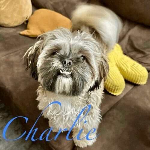 Shih Tzu named Charlie receiving in-home pet sitting care in Peoria Arizona