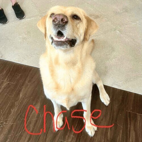 Labrador named Chase participating in in-home dog training in Peoria Arizona