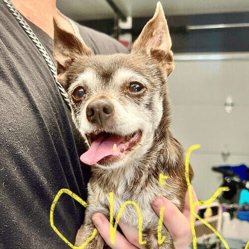 Chihuahua Chik needed a little extra TLC and care during his nail trimming service in Glendale, AZ.