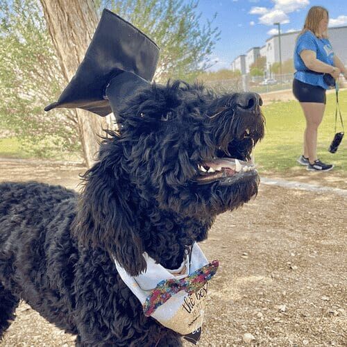 Cinder the black Labradoodle dresses up to celebrate graduation form beginner dog obedience training class in Glendale, AZ.