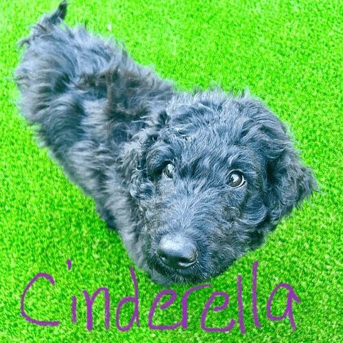 Aussiedoodle puppy named Cinderella getting some dog socialization skills during an in-home session in Peoria Arizona