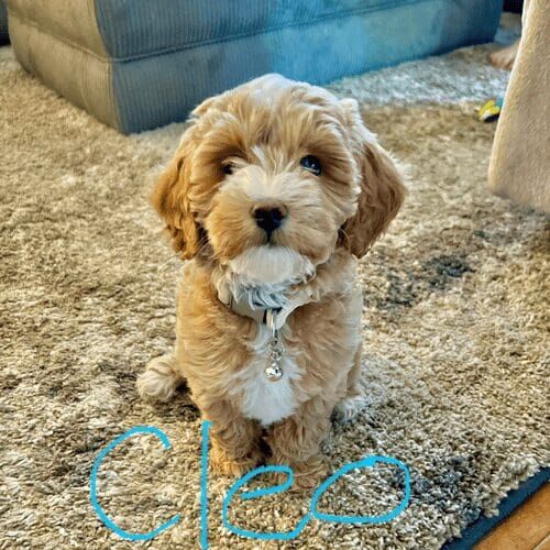Puppy named Cleo receiving in-home pet sitting care in Peoria Arizona
