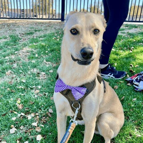Cloud, the rescue mix and fearful dog, wears a bow tie to celebrate graduation from Furbabies & Friends intermediate group dog training class in Glendale, AZ.