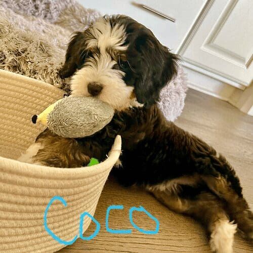 Aussiedoodle puppy named Coco learning essential puppy training fundamentals during an in-home session in Peoria Arizona