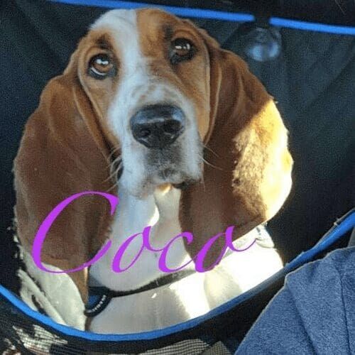 Basset hound named Coco receiving overnight pet sitting care in Glendale Arizona