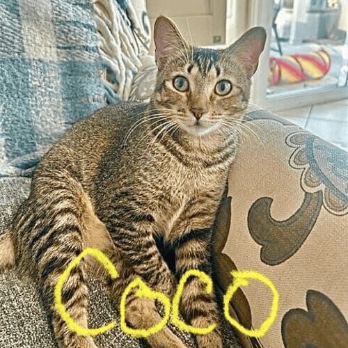 Domestic short-haired cat named Coco sitting comfortably during a pet sitting visit in Peoria Arizona