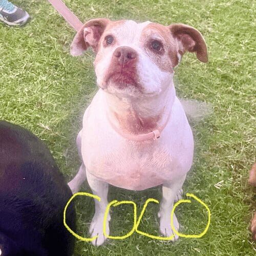 Pitbull named Coco receiving overnight in-home pet sitting care in Arrowhead Ranch Arizona