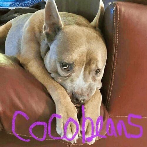 Mixed breed dog named Duke receiving at-home pet care in Glendale Arizona