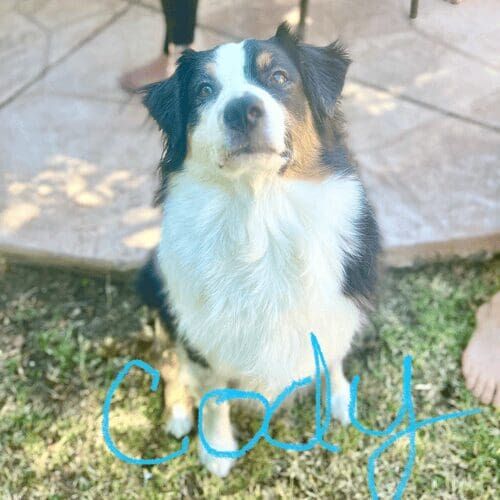 Australian shepherd named Cody participating in in-home dog training in Glendale Arizona