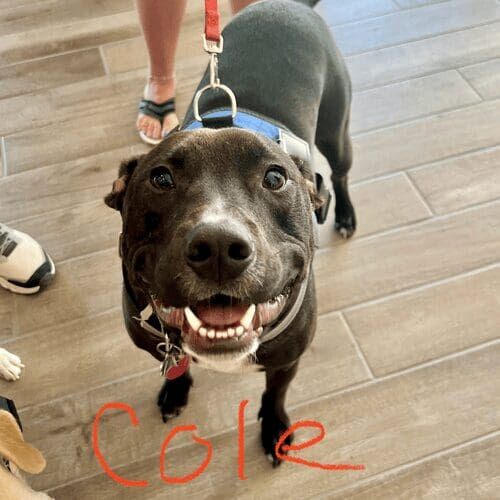 Pitbull named Cole receiving live-in pet sitting care in Sun City Arizona
