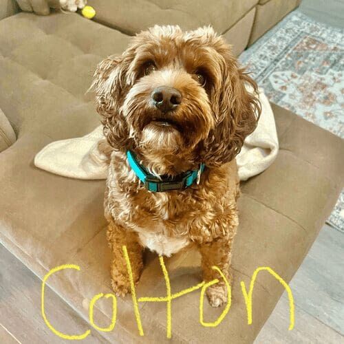 Cockapoo named Colton receiving midday potty break visits in Glendale Arizona