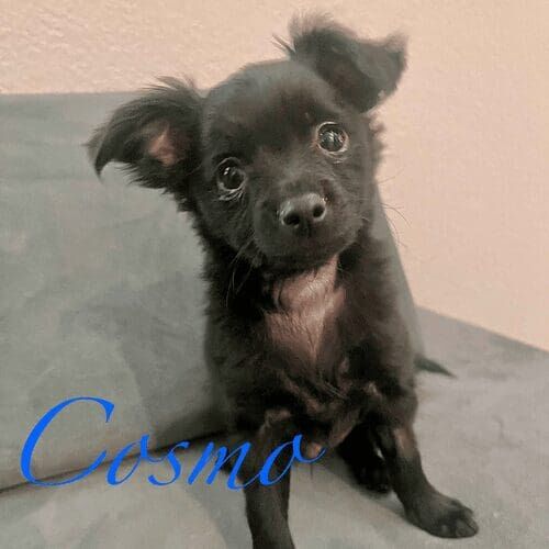 Puppy named Cosmo receiving in-home pet sitting care in Glendale Arizona